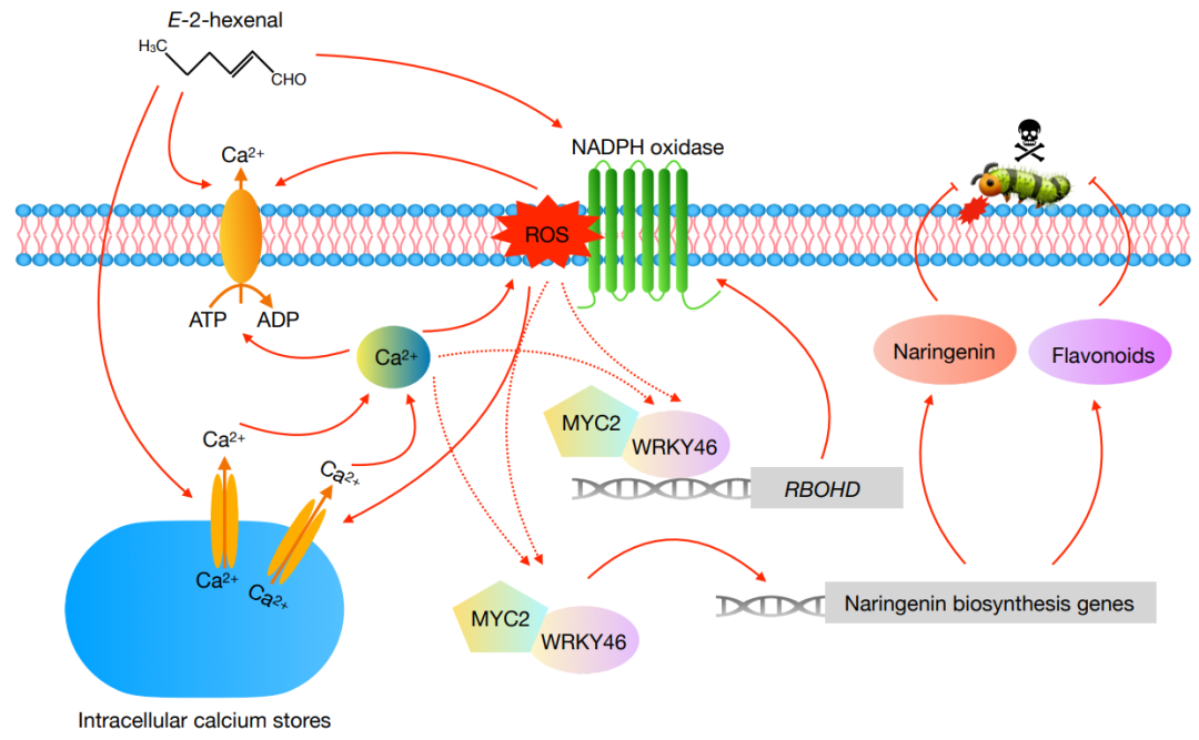 plant com图2-沈应柏.png